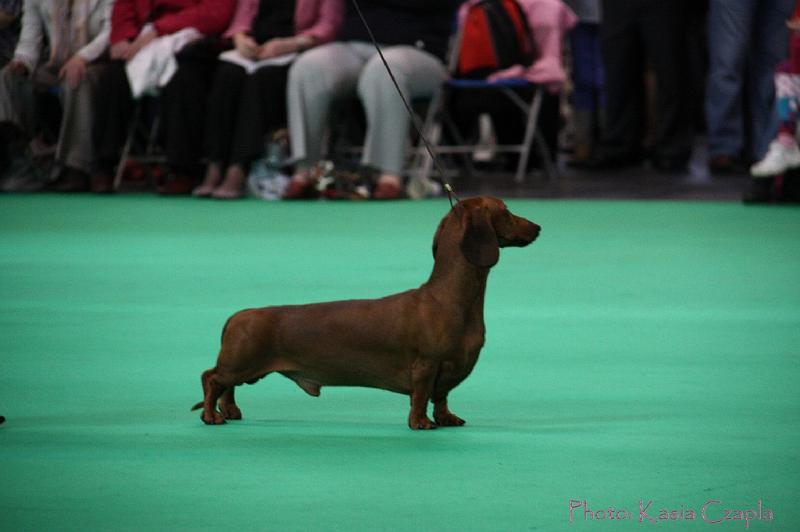 Crufts2011_2 1022.jpg